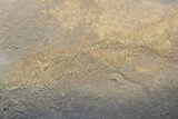 Cruziana (Fossil Trilobite Trackway) - Morocco #118295-1